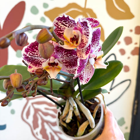 Phalaenopsis - Spotty Pink, Purple and White Moth Orchid