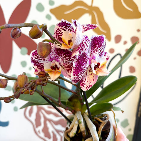 Phalaenopsis - Spotty Pink, Purple and White Moth Orchid