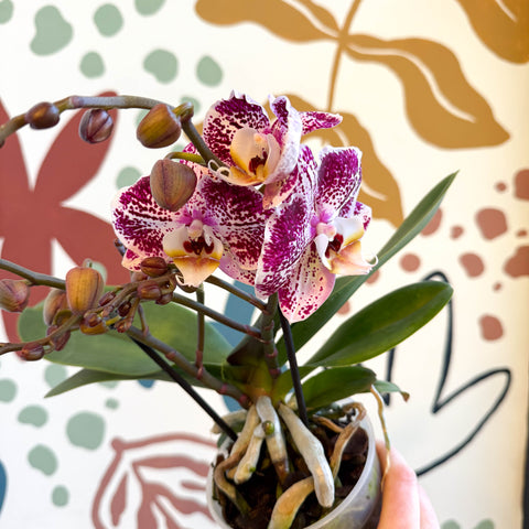 Phalaenopsis - Spotty Pink, Purple and White Moth Orchid