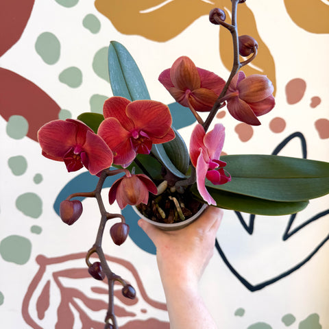 Phalaenopsis 'Spritz' - Orange Red Moth Orchid