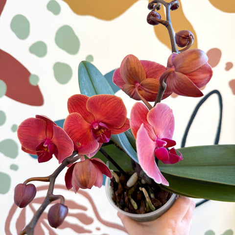 Phalaenopsis 'Spritz' - Orange Red Moth Orchid