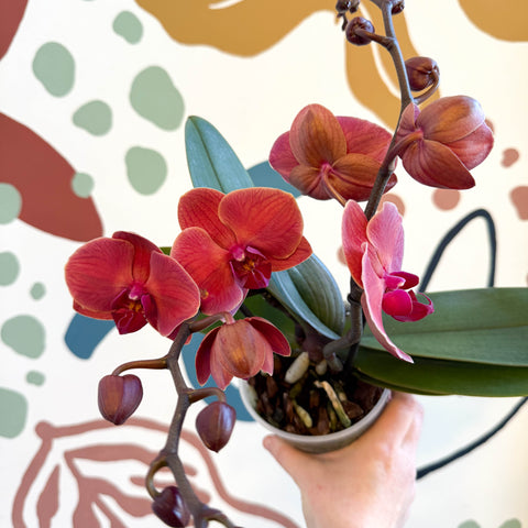 Phalaenopsis 'Spritz' - Orange Red Moth Orchid