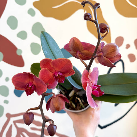 Phalaenopsis 'Spritz' - Orange Red Moth Orchid