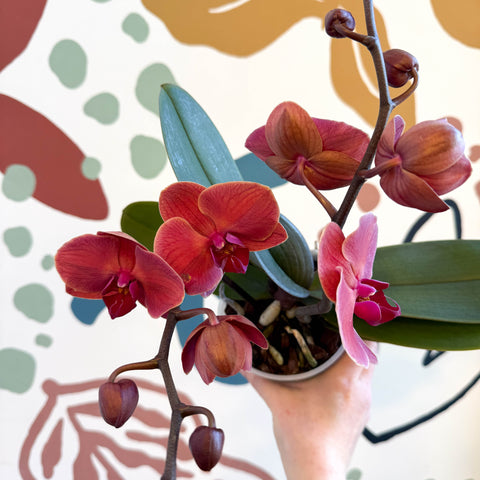 Phalaenopsis 'Spritz' - Orange Red Moth Orchid