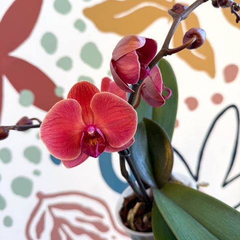 Phalaenopsis 'Spritz' - Orange Red Moth Orchid