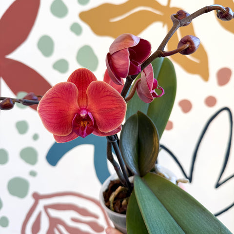 Phalaenopsis 'Spritz' - Orange Red Moth Orchid