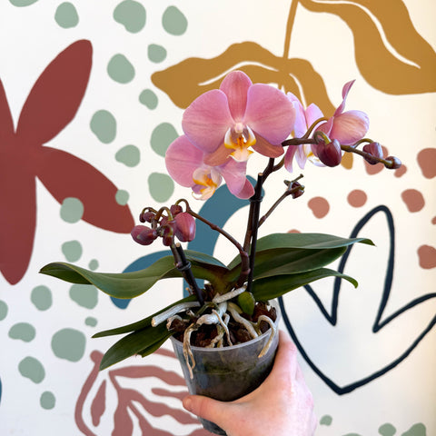 Phalaenopsis - Light Rose Pink Moth Orchid