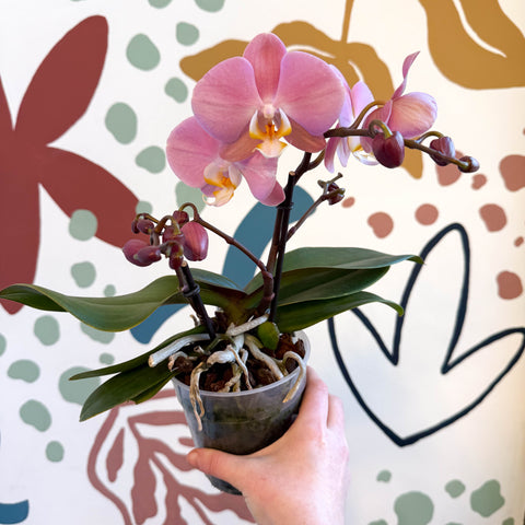 Phalaenopsis - Light Rose Pink Moth Orchid