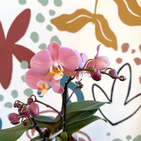 Phalaenopsis - Light Rose Pink Moth Orchid