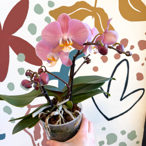 Phalaenopsis - Light Rose Pink Moth Orchid