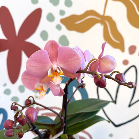 Phalaenopsis - Light Rose Pink Moth Orchid