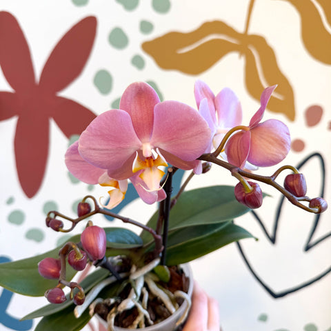 Phalaenopsis - Light Rose Pink Moth Orchid