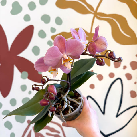 Phalaenopsis - Light Rose Pink Moth Orchid