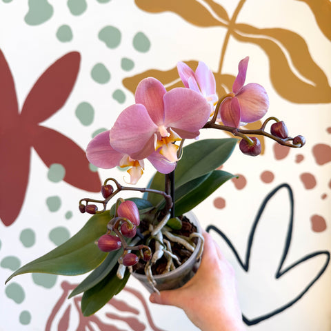 Phalaenopsis - Light Rose Pink Moth Orchid