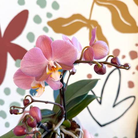 Phalaenopsis - Light Rose Pink Moth Orchid