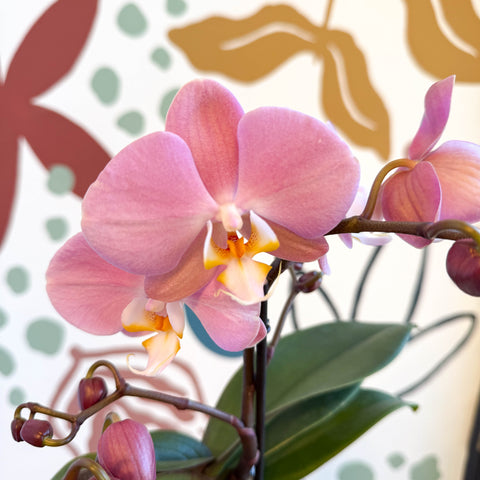 Phalaenopsis - Light Rose Pink Moth Orchid