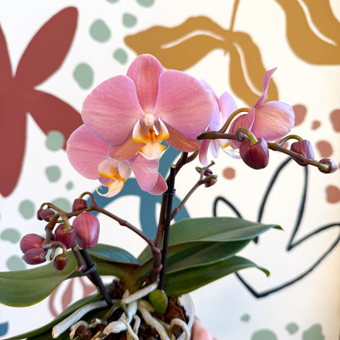 Phalaenopsis - Light Rose Pink Moth Orchid