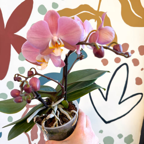 Phalaenopsis - Light Rose Pink Moth Orchid