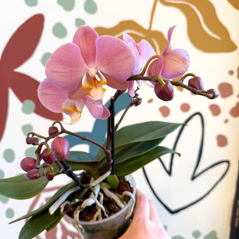 Phalaenopsis - Light Rose Pink Moth Orchid