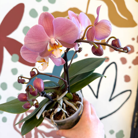 Phalaenopsis - Light Rose Pink Moth Orchid