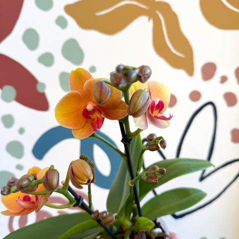 Phalaenopsis 'Amaretto' - Orange Moth Orchid