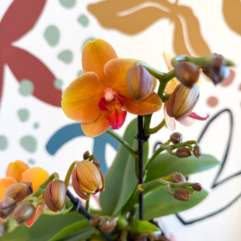 Phalaenopsis 'Amaretto' - Orange Moth Orchid