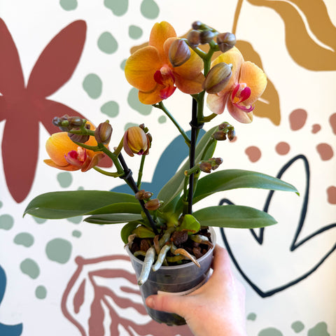 Phalaenopsis 'Amaretto' - Orange Moth Orchid