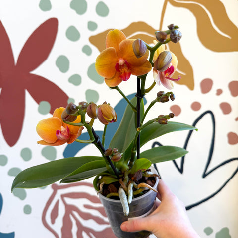 Phalaenopsis 'Amaretto' - Orange Moth Orchid