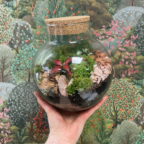 Maßgeschneiderte Terrarien von Sprouts