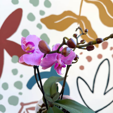 Phalaenopsis - Pink Moth Orchid