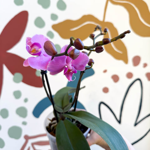 Phalaenopsis - Pink Moth Orchid