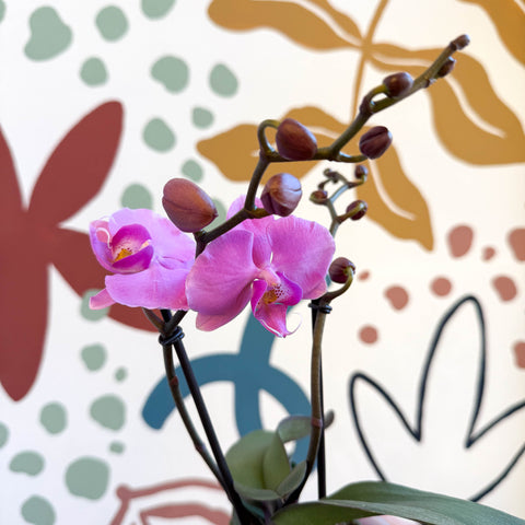 Phalaenopsis - Pink Moth Orchid