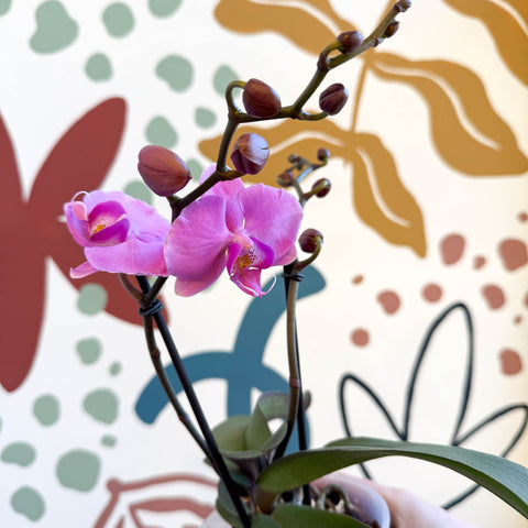 Phalaenopsis - Pink Moth Orchid