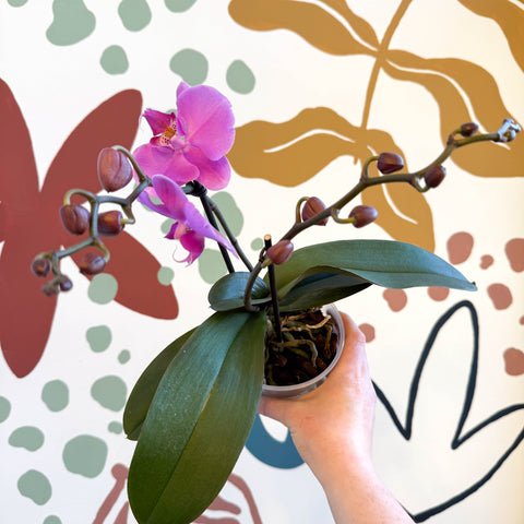 Phalaenopsis - Pink Moth Orchid