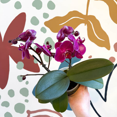 Phalaenopsis - Deep Pink Moth Orchid