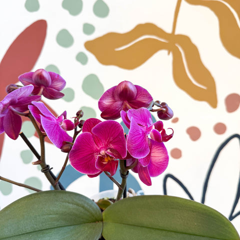 Phalaenopsis - Deep Pink Moth Orchid