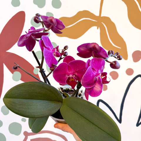 Phalaenopsis - Deep Pink Moth Orchid