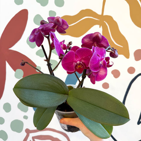 Phalaenopsis - Deep Pink Moth Orchid