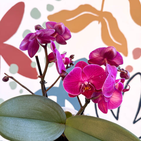 Phalaenopsis - Deep Pink Moth Orchid