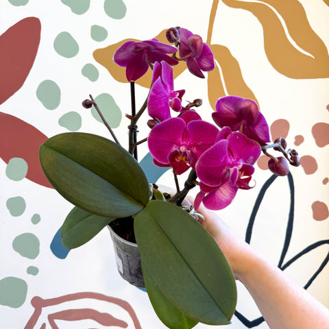 Phalaenopsis - Deep Pink Moth Orchid