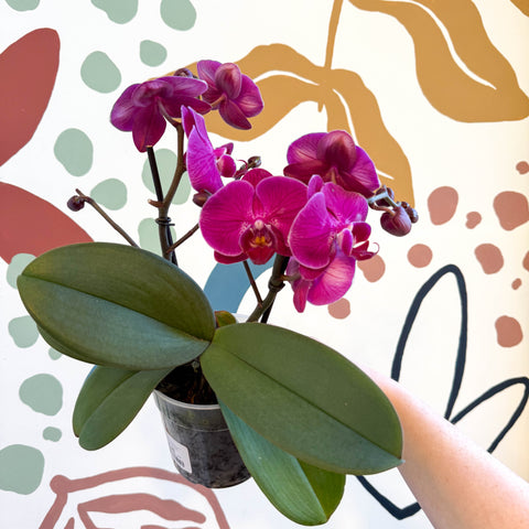 Phalaenopsis - Deep Pink Moth Orchid