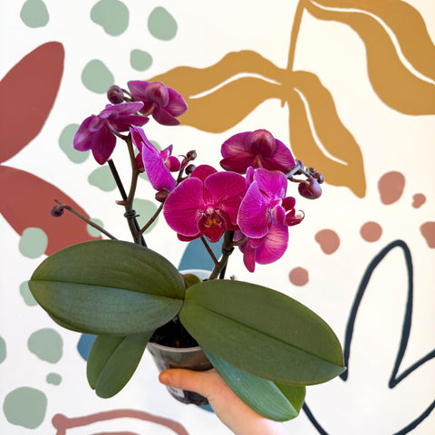 Phalaenopsis - Deep Pink Moth Orchid