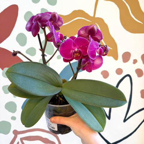 Phalaenopsis - Deep Pink Moth Orchid