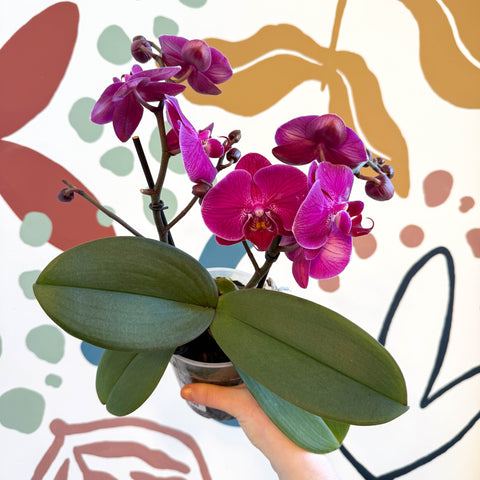 Phalaenopsis - Deep Pink Moth Orchid