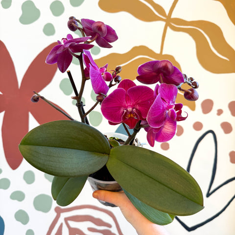 Phalaenopsis - Deep Pink Moth Orchid