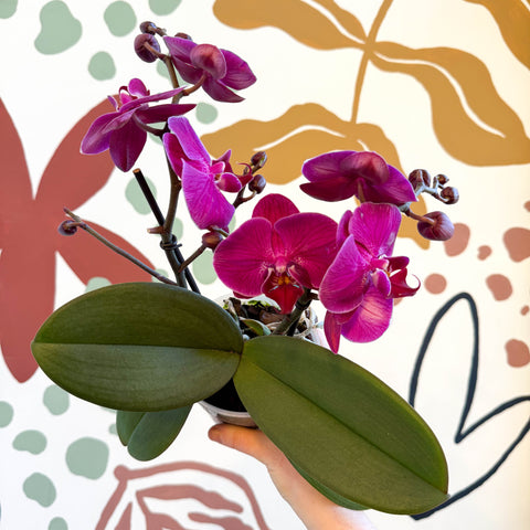 Phalaenopsis - Deep Pink Moth Orchid