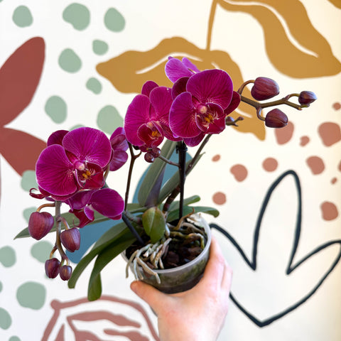 Phalaenopsis - Deep Pink Moth Orchid