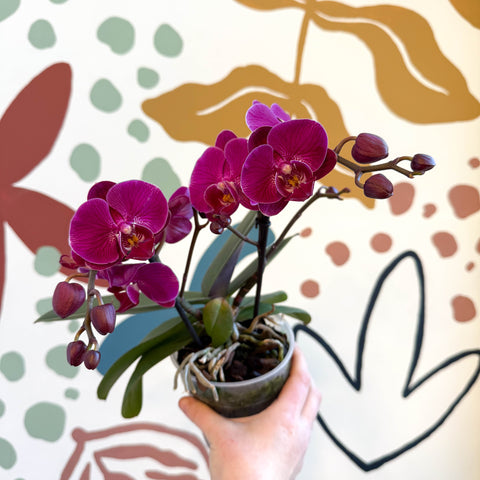 Phalaenopsis - Deep Pink Moth Orchid