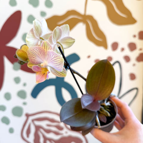 Phalaenopsis 'Stella' - Moth Orchid