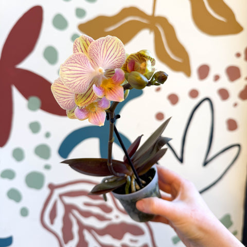 Phalaenopsis 'Stella' - Moth Orchid